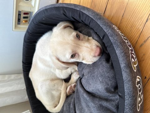2 aylık labrador sahibini bekliyor
