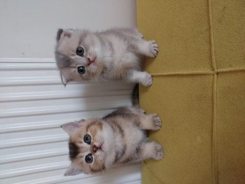 44 günlük scottish fold bebekler