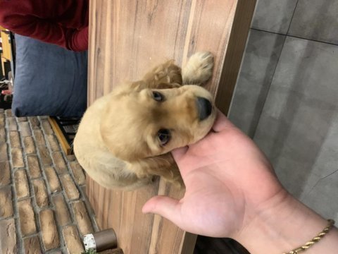 A+ kalite american cocker