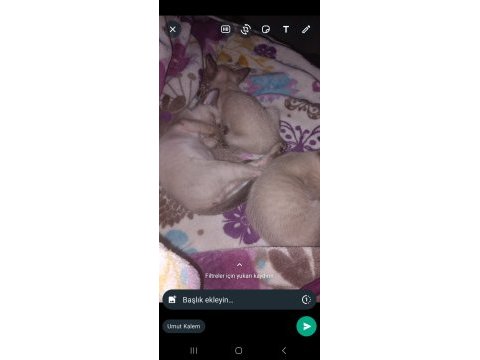 3 aylık yavru orijinal siyam kedisi