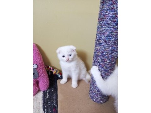 Pofuduk scottish fold white