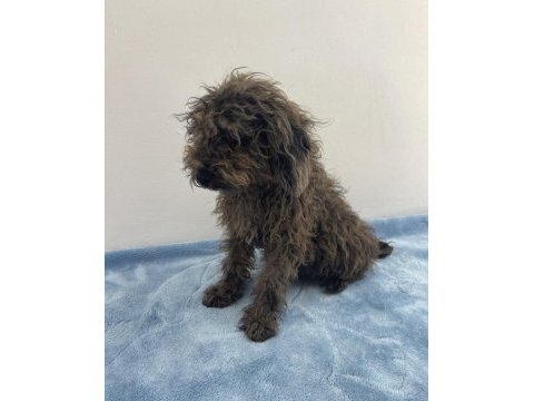 Egzotik güzellik poodle