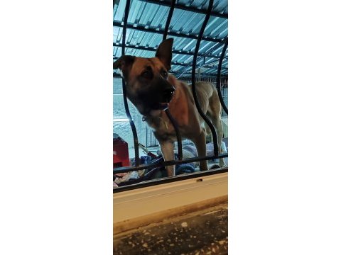 Bekçi köpeği arayanlara