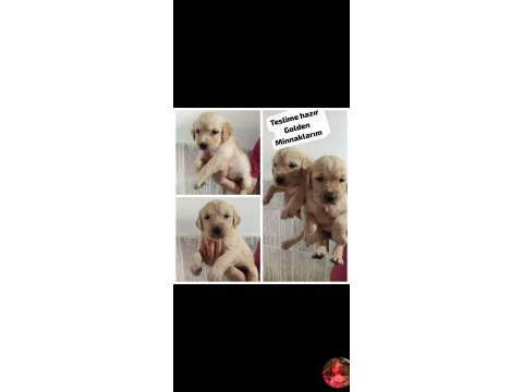 Maltipoo yavrular