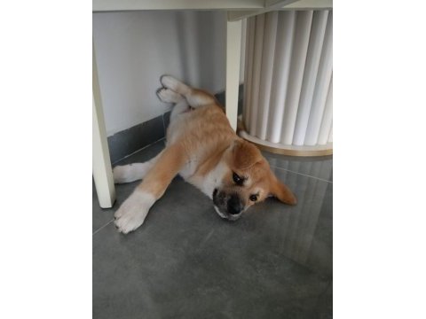 Akita inu 108 günlük