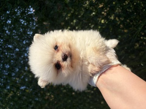 Pomeranian beyaz dişi yavru
