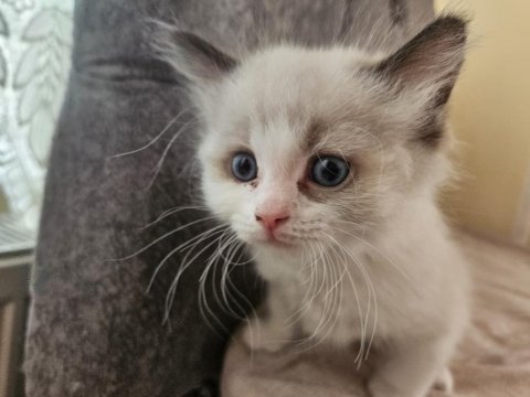 İki adet erkek ragdoll blue bicolor yavrumuz kaldı