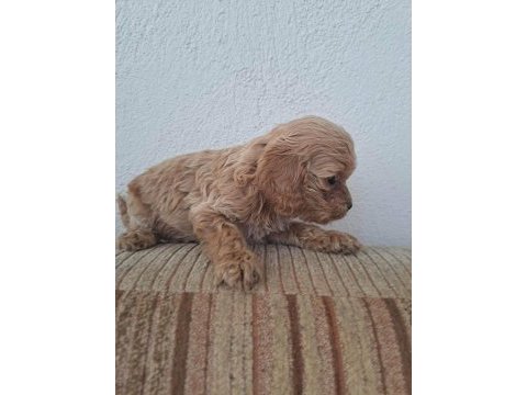 Cockapoo 2 aylık yavrular yeni yuvalarını arıyor