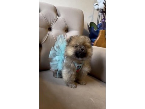 Üst kalite pomeranian orange dişi