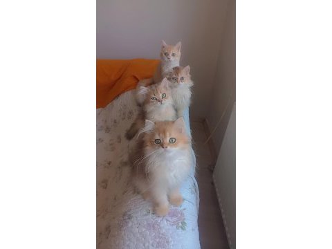 Full şecereli golden british longhair erkek ve dişi