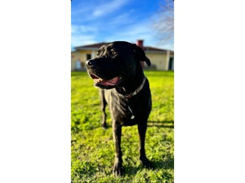 4.5 yaşında dişi kısır cane corso sahiplendirme