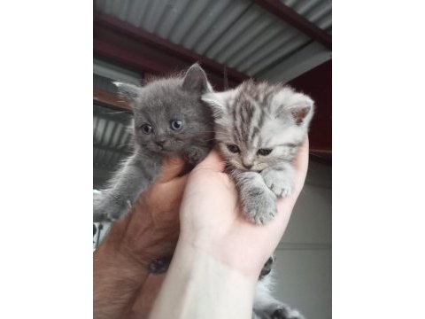 British shorthair yavrular