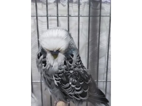 Show jumbo erkek muhabbet kuşu