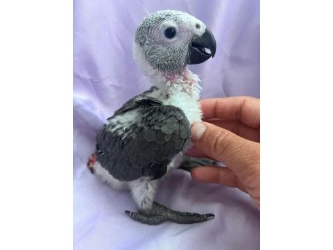 El beslemesi jako papağanı çok şeker