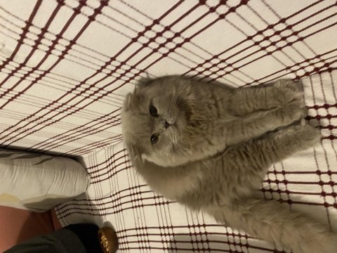 Scottish fold longhair