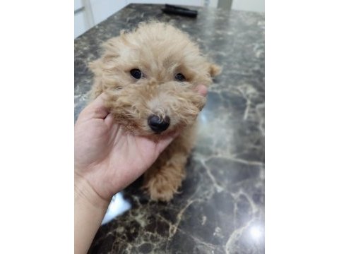 Toy poodle