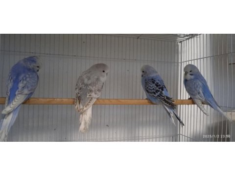 Jumbo ve çek muhabbet kuşu yavruları