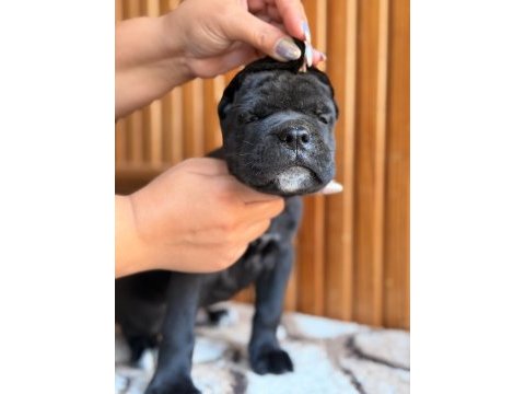 Üst kalite cane corso yavrular