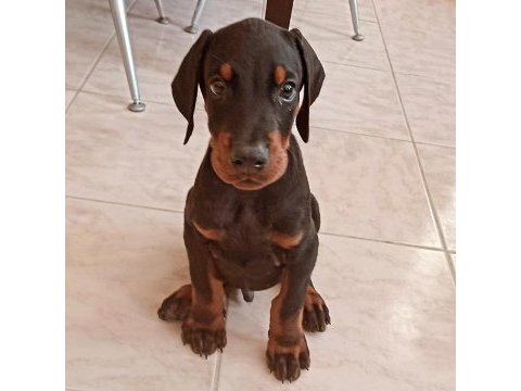 A scrli anne ve babadan üst düzeyde dobermanlar