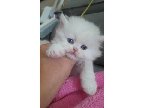 Muhteşem british longhair erkek bebek