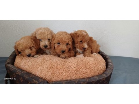 Maltipoo yavru