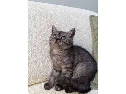 Anne altından kurt adam erkek oyuncu british shorthair