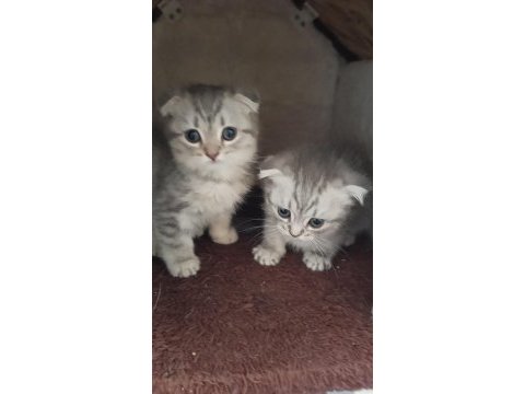 Scottish fold yavru kedi mama ve kum eğitimi tamamlandı