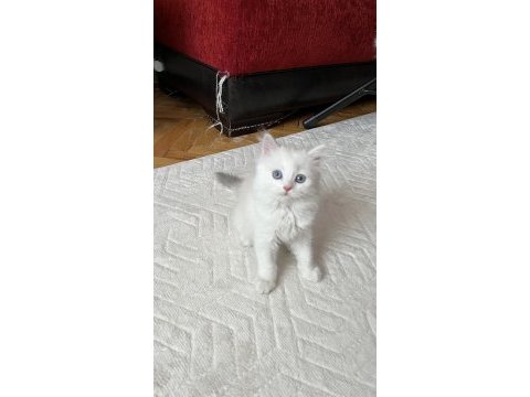 Safkan british pamuk şekeri maviş gözlü