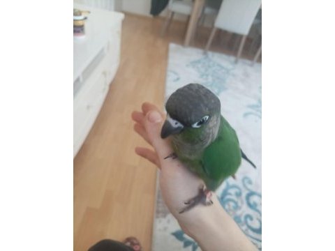 Yeme düşmüş ele alışkın yavru yeşil yanaklı konur