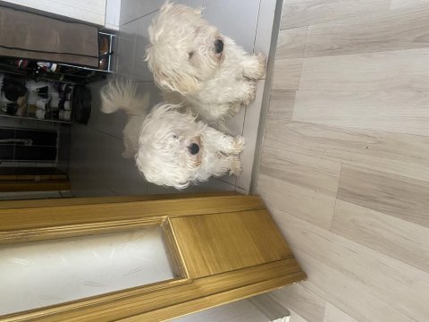 Mükemmel oyuncular iki farklı karakterler aynı kardeş