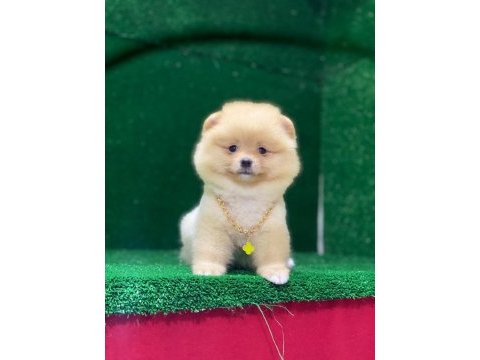 Blacks petshop garantisiyle pomeranian boo yavrularımız