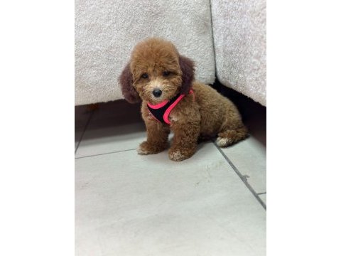 Tuvalet egıtımlı dısı poodle yavrumuz