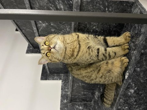 British shorthair 4,5 aylık 9 aylık bursa