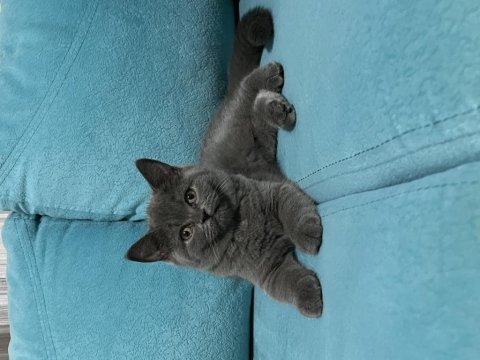 British shorthair kedimiz ailesini bekliyor