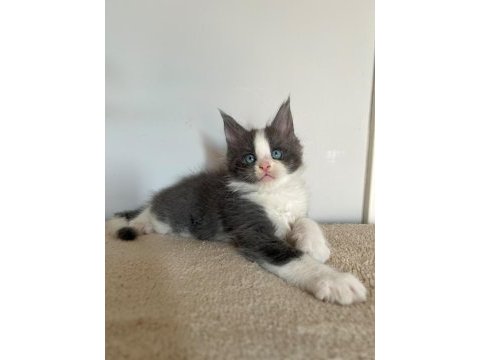 Mavi gözlü minik dev maine coon