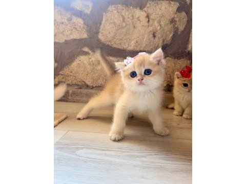 Saf kan golden british shorthair yavrular (wcf kayıtlı)