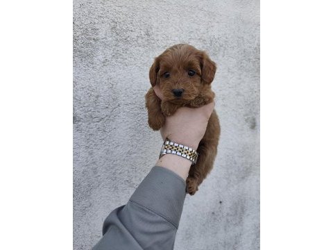 Boy kilo garantili maltipoo yavrular izmit