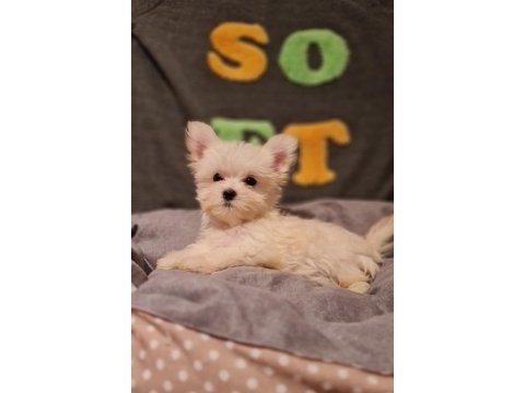 Orjinal teacup morkie yavrularımız
