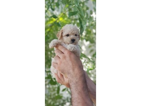 Minik dostunuz toy poodle