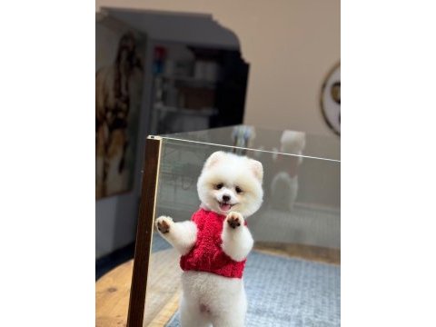 Sağlık ve ırk garantili pomeranian
