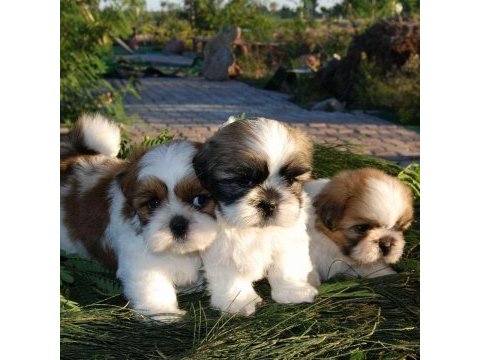 Üreticiden shih tzu yavrular