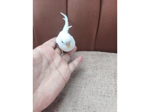 Yavru muhabbet kuşu bulunur.