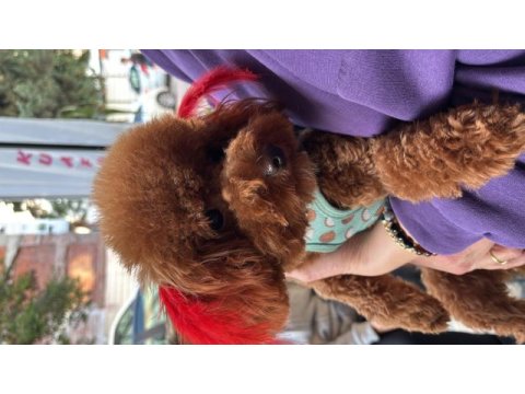 10 aylık dişi ayı surat kore toy poodle
