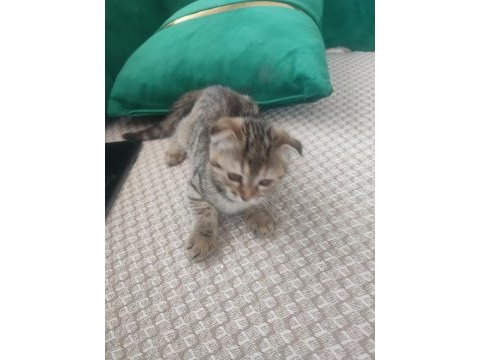 Scottish fold 2 aylık dişi kısır değil