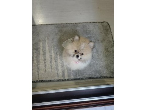 Minyatür pomeranian boo
