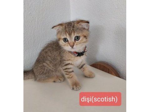 Scottish fold ve british saf kan oyuncu bebeklerimiz