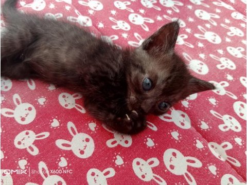 Scottish fold kedisi yavruları