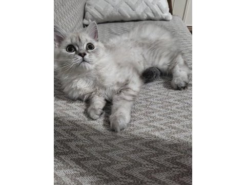 4.5 aylık erkek kedimiz