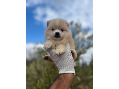 Pomeranian boo köpeğimiz