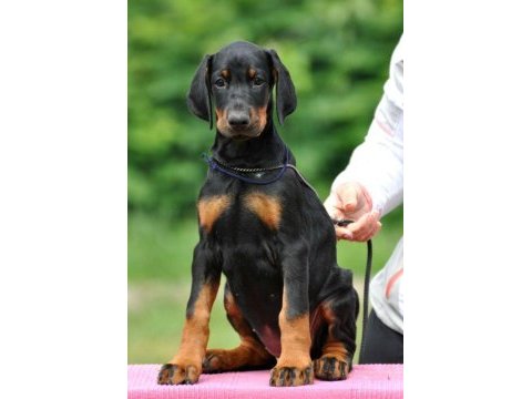 Silahtan daha etkili dobermanlar